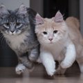 猫が『駆け寄ってくる』時の心理9つ！喜ばれる飼い主の対応も解説