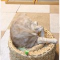 『ツボに魅了されてしまった猫』の一週間をまとめてみたら…想像以上すぎる…