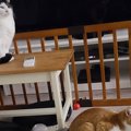 部屋にいる猫は2匹だけ…かと思いきや、よーく目を凝らすと→まさかの場所に…