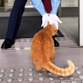 美術館に入りたい猫と警備員さんの攻防戦！あの猫ちゃん達はあの後ど…