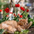 猫の寿命を縮める『春の花』4選！食べると起こる危険なトラブルとは？