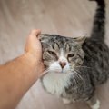 シニア猫向けの『サービス・施設』4選　老猫ホームやデイケア…介護を…