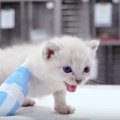 大ケガの子猫を緊急手術。足先を失っても強い子は幸せを引き寄せた！