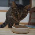 あっという間に食べちゃった！初めての鮭に大興奮する猫ちゃん『パー…