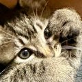 子猫のことを甘やかした結果→ソファの上を見ると…あまりにも尊い光景に２…