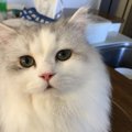 猫の嗅覚はどのくらい？鼻の造りから人間との比較まで