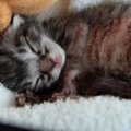 家の近くに捨てられていた『生まれたばかりの赤ちゃん猫』→会社で育て…