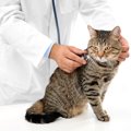 『猫風邪』にかかると表れる症状4つ　重症化するリスクも？主な原因や予防…