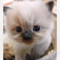 ヒマラヤンの子猫→成長と共に顔の模様が変化していって…とんでもなく可愛…