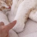すやすやと寝ている猫を『つんつん』と触ってみたら…『悶絶級』のリア…