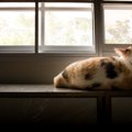 猫は『お留守番』のとき、どう感じている？4つのホンネ　さみしい…と思っ…