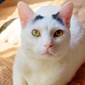 自宅裏で出会った白黒猫。家でくつろぐ姿を見て保護を決意。飼い主が…