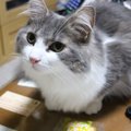 甘えたい猫がよくする行動５つ