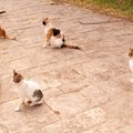 『猫たちの集会』にまつわるヒミツ3つ　なぜ集まってくるの？考えられる目…