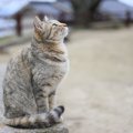 猫が猫背になる3つの理由