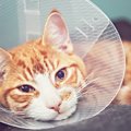 猫に死を招く『悪性腫瘍』3つ！知っておくべき予防する方法とは