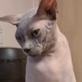 うっかり下敷きにして寝ていたら…まさかのモノが『猫のわきにくっつい…