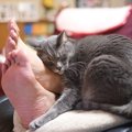 猫が飼い主に「好き」と伝えている仕草や行動３つ