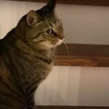 カミナリの音って怖いよね…。ビビり猫ブラザーズの逃走劇