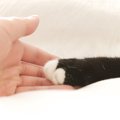 猫が凶暴化する原因とその対策法