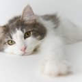 猫の『衝動飼い』はヤメテ！飼う前に考えて欲しい4つのこと