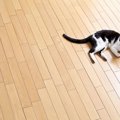 猫がフローリングをひっかく理由とその対策