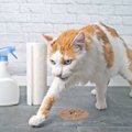 猫がトイレ以外で『砂をかける動作』をする3つの理由　行動が持つ意味…