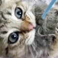 おもちゃが大好きなキジトラと『猫じゃらし』で遊んでいたら…想定外の『ま…