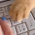 リモートワーク中のママにかまってほしくて…猫が見せた可愛すぎる行動と『…