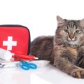 覚えておきたい、猫の『応急処置』5選　ケガや事故のケース別に解説