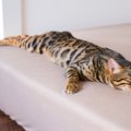 『熱中症』になる猫の特徴4つ！飼い主がすべき対策とは