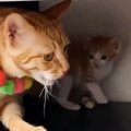 テレビ台の収納スペースに入った『先住猫と子猫たち』…ほっこりするや…