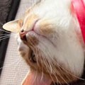 猫が仰向けで寝ていたら『8歳の子ども』が……お腹を見ると→笑ってしまう光…