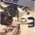 深夜2時にケンカし始めた猫たちを見ていたら…情報量の多すぎる『まさかの…