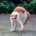 猫が『毛を逆立てる』のはどんな時？５つのシーンと対処法