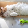 寝ている子猫の前に『ヘビのおもちゃ』置いた結果…予想外すぎる"…