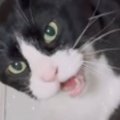 「完全にエンジン音ｗ」お皿の前にやってきた猫が口を開いた瞬間…あまりに…