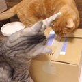 ただ箱の中身が気になるだけなのに…理不尽にパンチを食らう猫ちゃん