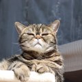 猫が『嫌な感情』を抱いている時のサイン4つ　身体のどの部位にでやすいの？