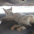 痩せ細って戻ってきた野良猫。保護するとエイズ陽性で黄疸も…