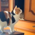 なかなか寝る場所が決まらない三毛猫→家の中を歩きまわって…想像以上…