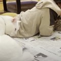 目の前にちょこん。新聞を読ませないようにお座りする猫ちゃん