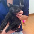 注射をされると死んだフリ！？しちゃう可愛い子猫保護♡No.3