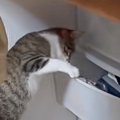 『何か物音がする』と思って行ってみたら、タンスの前でネコが…予想外…