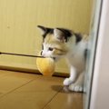 おもちゃに独占欲が爆発した子猫→取られそうになると…『愛おしすぎる…