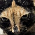 個性的な柄を持つサビ猫→顔を見ると、十文字のような模様があり…思わず見…