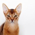 猫が『嫌悪感』を抱いていること5つ！何気ない行動が猫を苦しめている…