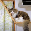 やっと見つけた！猫ちゃんの絶妙な角度とは…