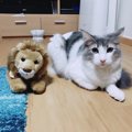 猫を他の動物と一緒に飼うときにすべき５つの配慮