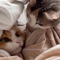 妹猫から隠れたいときに毎回『布団の中に入る姉猫』→納得の"理由&quo…
